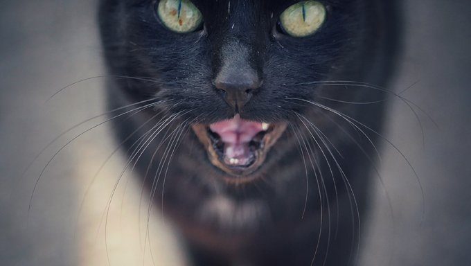 schwarze Katze miaut