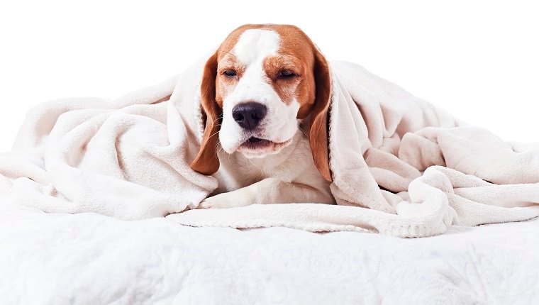 Sehr kranker Hund unter einer Decke, isoliert auf Weiß