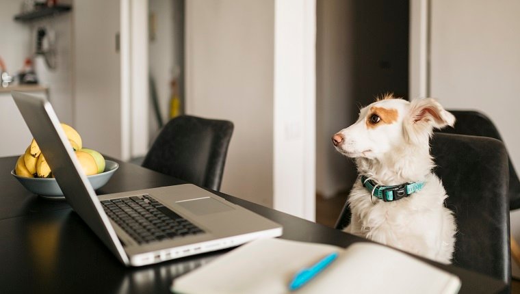 Hund, der bequem von zu Hause aus mit einem Laptop arbeitet