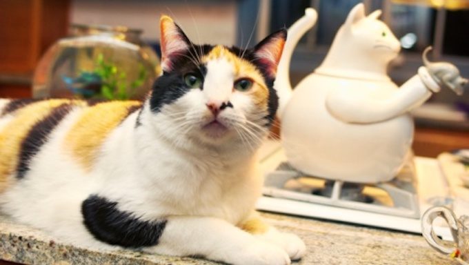 Katze sitzt auf der Theke neben einem Teekessel mit Katzenmotiv