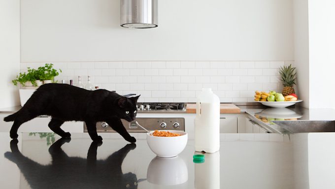 Katze auf Küchentheke neben Müsli