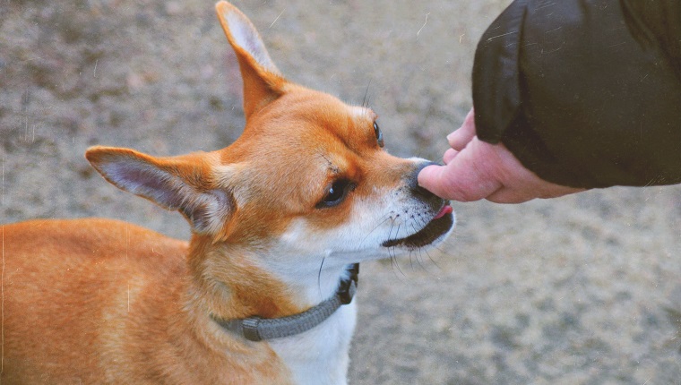 Nahaufnahme des Hundes, der menschliche Hand riecht