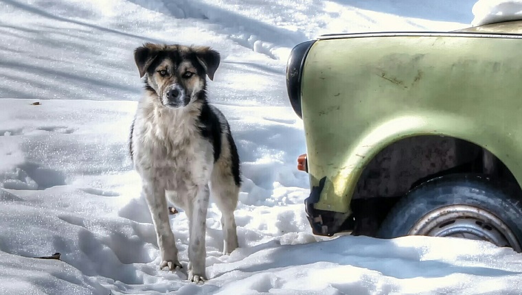 Hund, der neben Auto auf schneebedecktem Feld steht