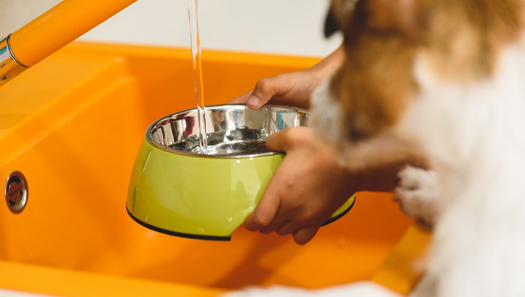 Jack Russell Terrier Hund schaut, wie ein Junge Wasser in eine Schüssel gießt