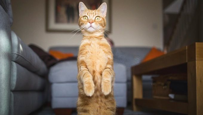 Katze sitzt auf Hinterbeinen mit Vorderpfoten nach oben