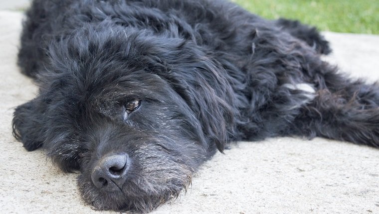 Porträt eines alten und müden großen schwarzen Hundes, der im Hinterhof liegt