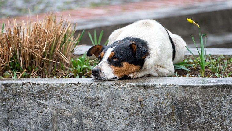 Einsamer und trauriger obdachloser Hund, der auf der Straße liegt