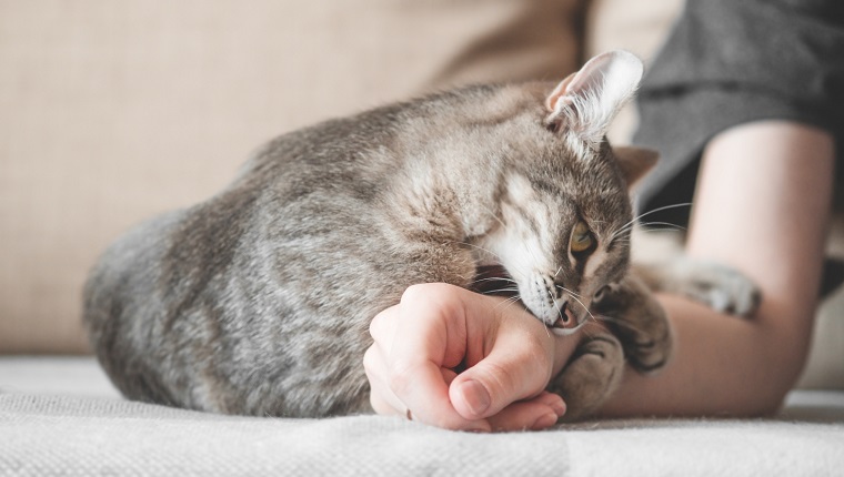 Die aggressive graue Katze griff die Hand des Besitzers an. Schöne niedliche Katze, die mit Frauenhand spielt und mit lustigen Gefühlen beißt.