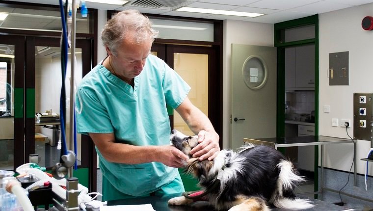 Ein Tierarzt in einer Tierklinik, der einen Hund untersucht.