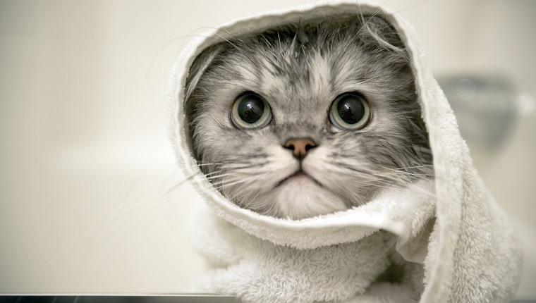 Eine persische Katze, die ein Bad bekommt