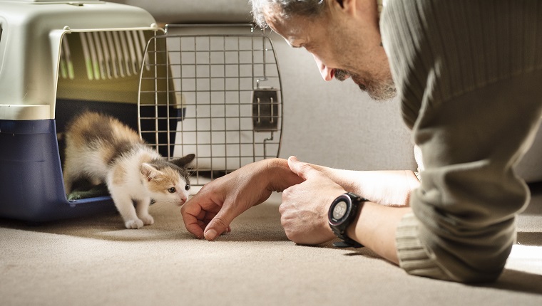 Adoptiertes Kätzchen, das seine ersten Schritte von einem Haustierträger zu seiner neuen Familie und zu Hause unternimmt