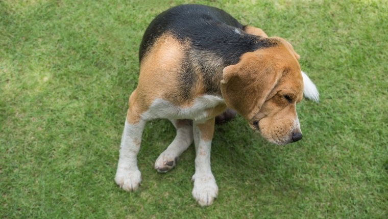 Beagle-Hund, der auf Gras kratzt