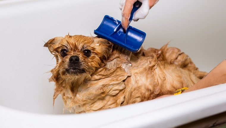 Groomer kämmt nassen Hund im Badezimmer und pflegt Spitz. Auf Haustiere aufpassen