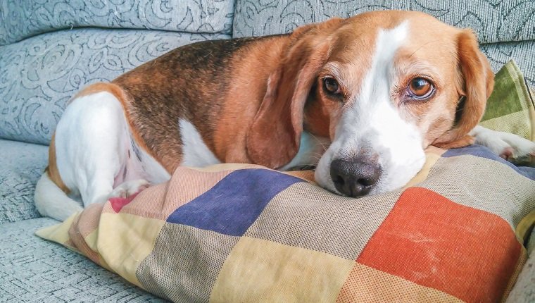 Ein Beagle-Hund, der auf dem Sofa ruht
