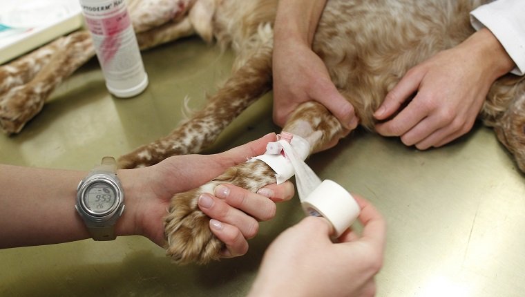 MÜNCHEN, DEUTSCHLAND - 23. FEBRUAR: Hohlnadel in einem Hundebein für intravenöse Injektion am 23. Februar 2011 in München, Deutschland. (Foto von Agency-Animal-Picture / Getty Images)