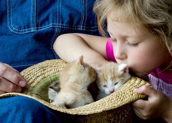 Kätzchen und was Sie erwartet: 5 wichtige Tipps für die Adoption