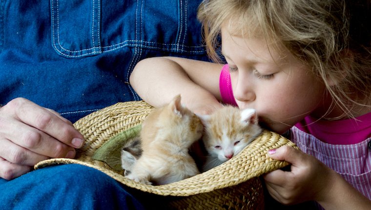 Kätzchen und was Sie erwartet: 5 wichtige Tipps für die Adoption