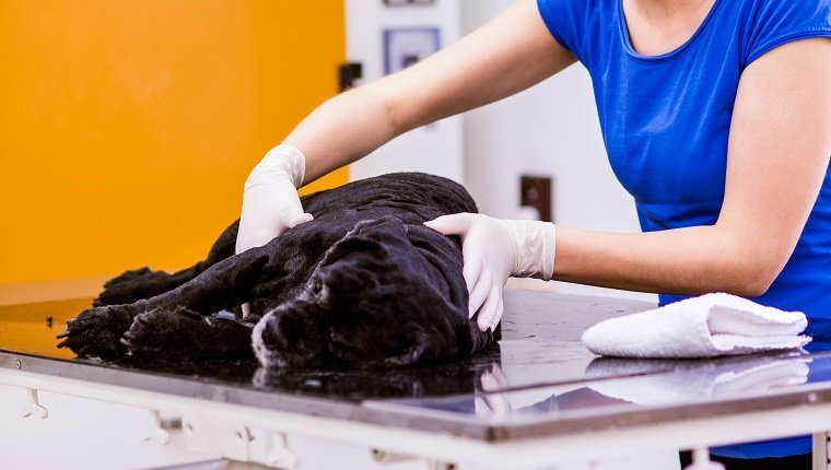 Tierarzt untersucht schwarzen Hund mit Magenschmerzen. Junge blonde Frau, die an der Veterinärklinik arbeitet.