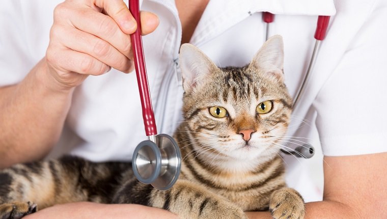 Sprechen Sie mit Ihrem Tierarzt über die Behandlung