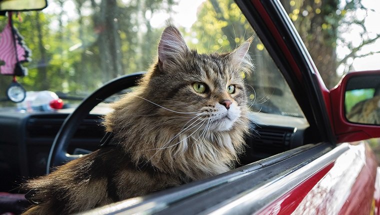 10 Tipps für Straßenfahrten mit Ihrer Katze
