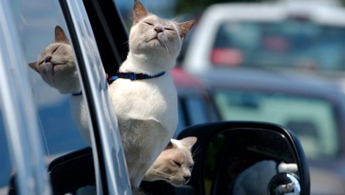 zwei Katzen auf Roadtrip