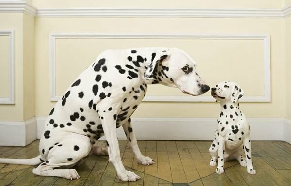 dalmatian dog touches noses with dalmatian puppy