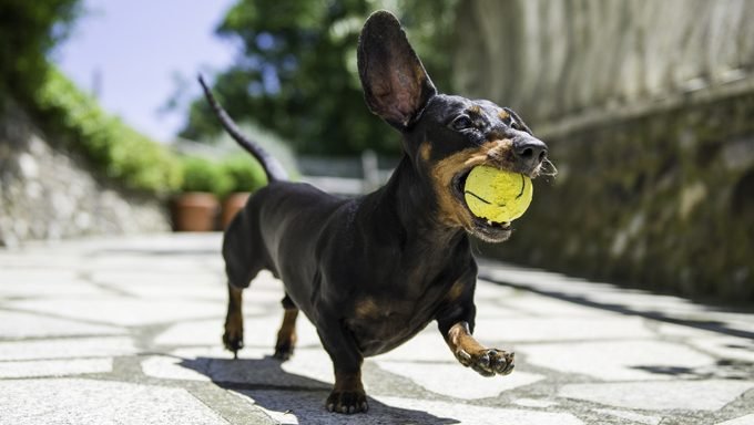 dachshund running with ball