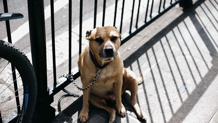 Portrait Of Dog Tied To Railing