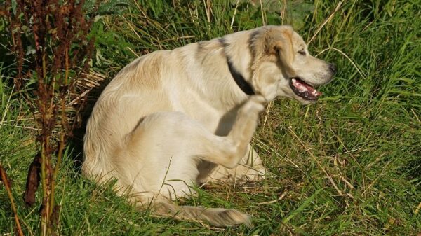 Buspiron für Hunde Verwendung, Dosierung und Nebenwirkungen