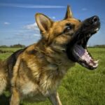 aggression--german shepherd dog barks
