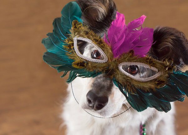 Glücklicher Karneval! 20 Hunde feiern fetten Dienstag [PICTURES]