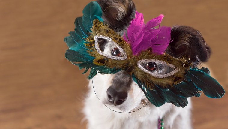 Glücklicher Karneval! 20 Hunde feiern fetten Dienstag [PICTURES]