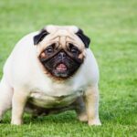 Dog breeds pug feces on green grass in the public park.