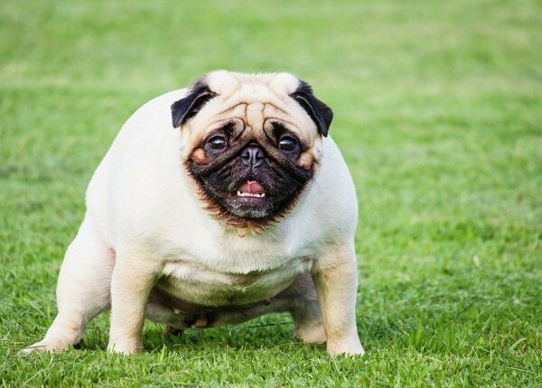 Dog breeds pug feces on green grass in the public park.