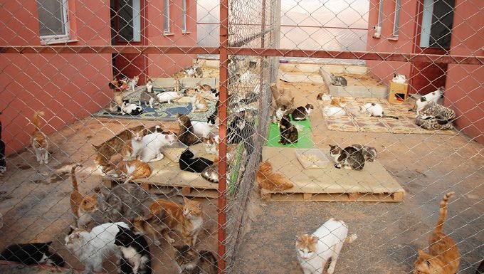 Katzen in einem Tierheim am Welttag