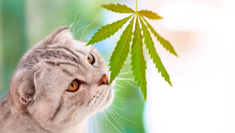 Porträt-Nahaufnahme auf unscharfem Hintergrund mit Blatt-Cannabis. Scottish Fold Cat schnüffelt grünes Blatt Marihuana in Händen