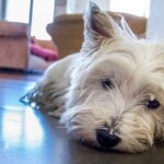 A white West Highland terrier dog looking rather sad, or possibly has pulmonary fibrosis