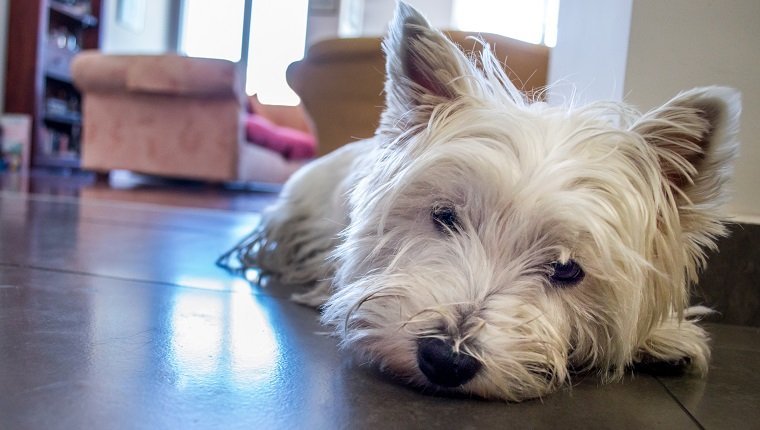 A white West Highland terrier dog looking rather sad, or possibly has pulmonary fibrosis
