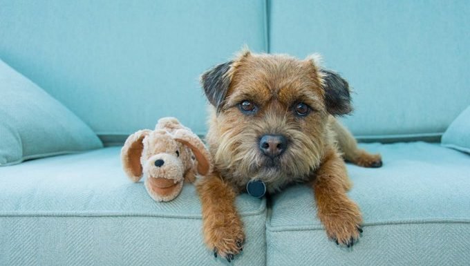 dog on couch with stuffed animal