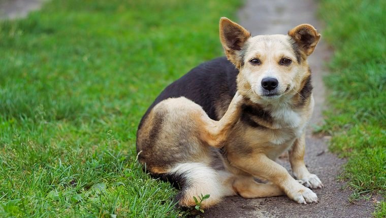 Pruritus (Juckreiz) bei Hunden Symptome, Ursachen und Behandlungen