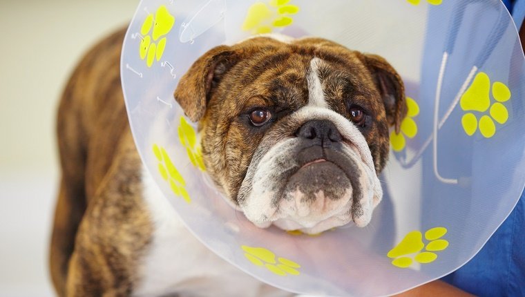 A Bulldog with a cone around his neck