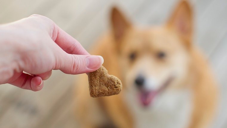 First person POV of a female hand giving a corgi dog a treat