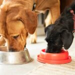 Two cute dogs eating dinner from their food bowls on the floor of their home
