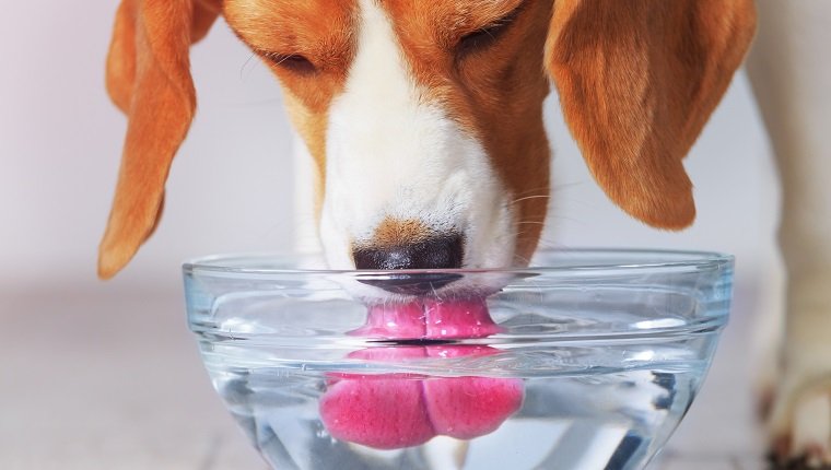 Beagle dog drinking from transparent bowl closeup view. Dog quenches thirst after training.