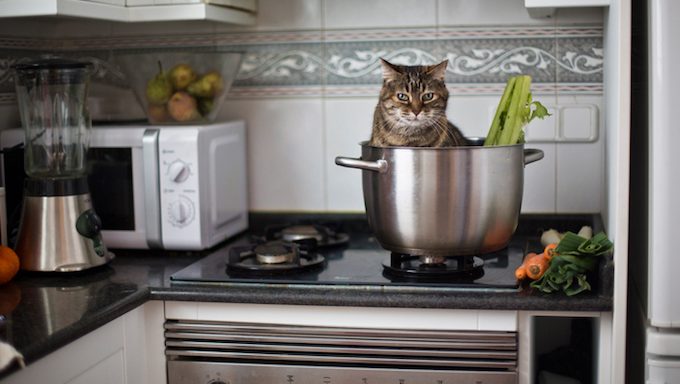 Katze im Topf auf Küchenherd