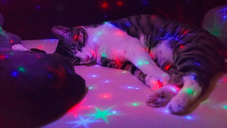 Eine Katze, die auf der Couch mit einer Spielzeuglampe schläft, die Sternformen von oben beleuchtet. Körniges Bild.