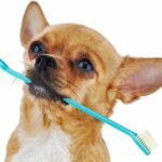 Red chihuahua dog with toothbrush isolated on white background. Closeup.