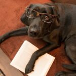 Smart dog with glasses reading a book on sofa