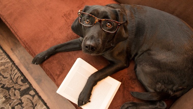 Smart dog with glasses reading a book on sofa
