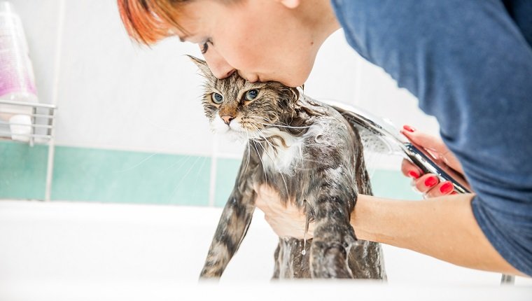 Erwachsene Frau, die sibirische Katze in der Badewanne wäscht.
